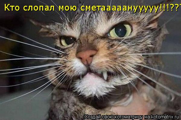 Котоматрица: Кто слопал мою сметааааанууууу!!!???