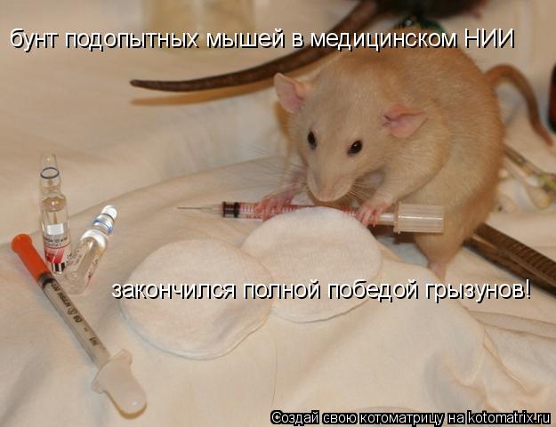 Котоматрица: бунт подопытных мышей в медицинском НИИ  закончился полной победой грызунов!