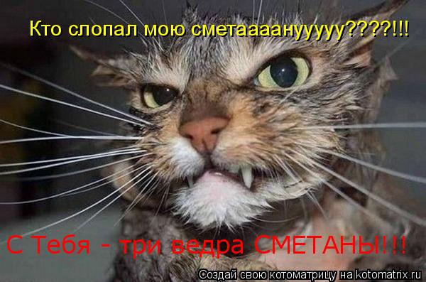 Кто слопал мою сметаааанууууу????!!! С Тебя - три ведра СМЕТАНЫ!!!... Котоматрица: Кто слопал мою сметаааанууууу????!!! С Тебя - три ведра СМЕТАНЫ!!!