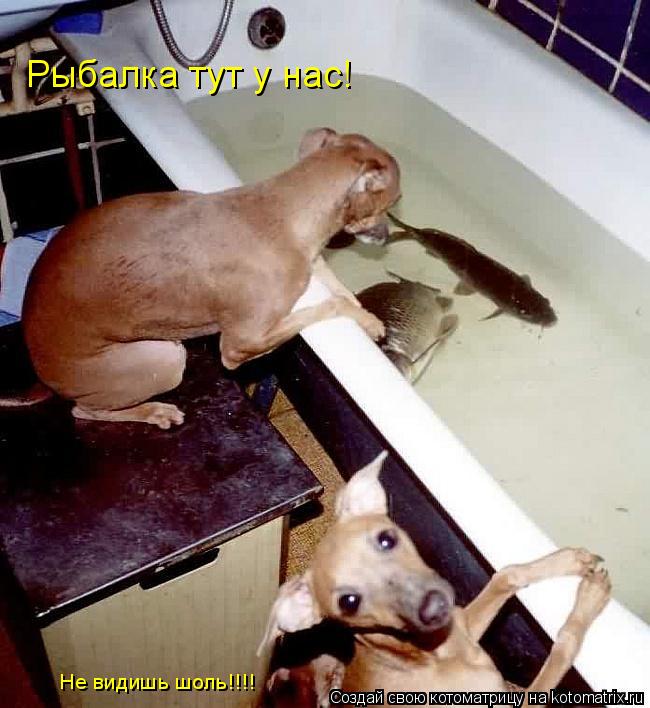 Котоматрица: Рыбалка тут у нас! Не видишь шоль!!!!