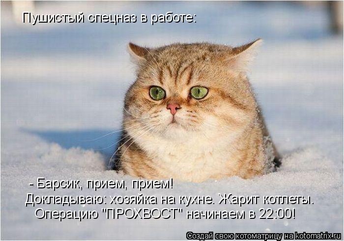 Котоматрица: Пушистый спецназ в работе:  - Барсик, прием, прием!  Докладываю: хозяйка на кухне. Жарит котлеты. Операцию "ПРОХВОСТ" начинаем в 22:00!