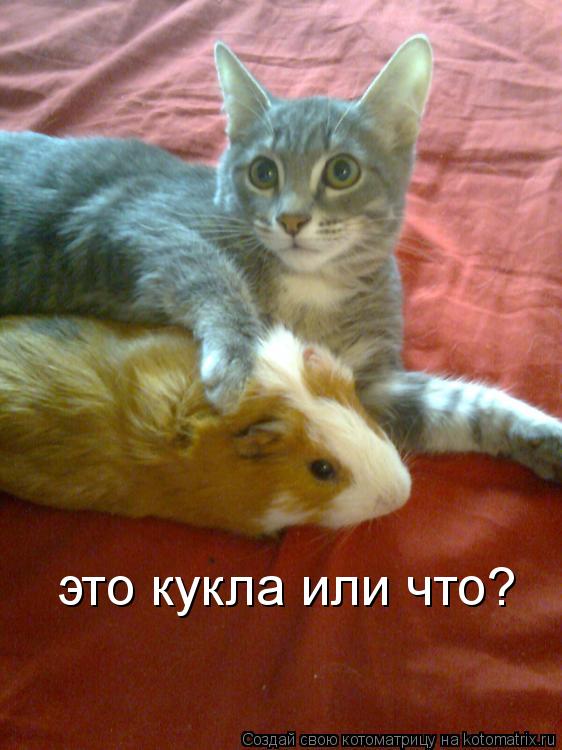 Котоматрица: это кукла или что?