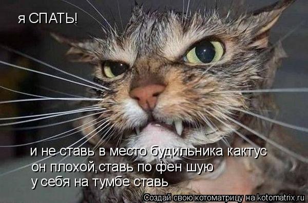 Котоматрица: я СПАТЬ! и не ставь в место будильника кактус он плохой,ставь по фен шую у себя на тумбе ставь