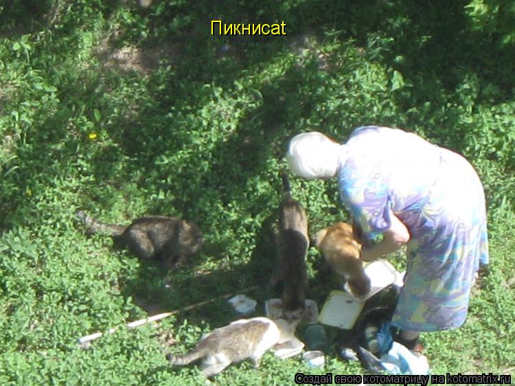 Котоматрица: Пикниcat