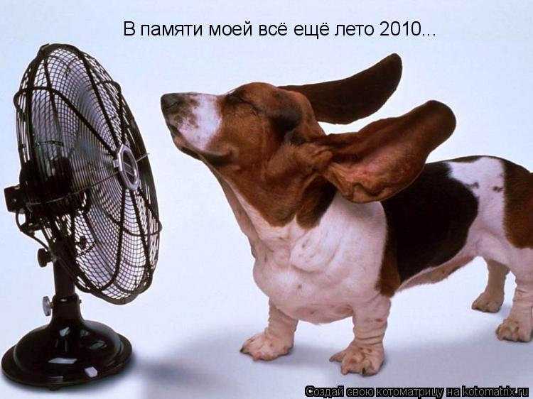 Котоматрица: В памяти моей всё ещё лето 2010...