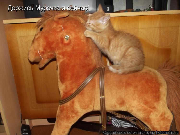 Котоматрица: Держись Мурочка я сейчас!