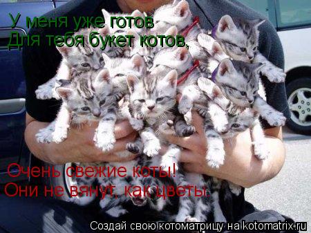 Очень свежие коты! Они не вянут, как цветы. У меня уже готов Для тебя букет котов,... Котоматрица: Очень свежие коты! Они не вянут, как цветы. У меня уже готов Для тебя букет котов,