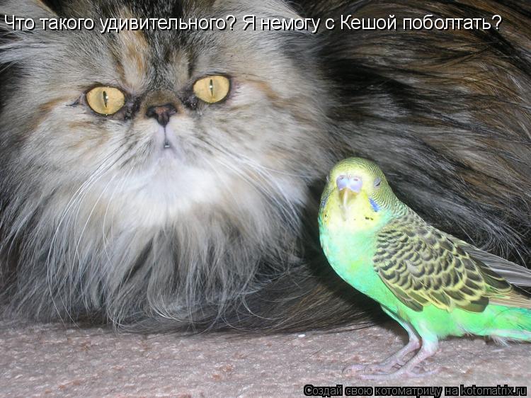 Котоматрица: Что такого удивительного? Я немогу с Кешой поболтать?