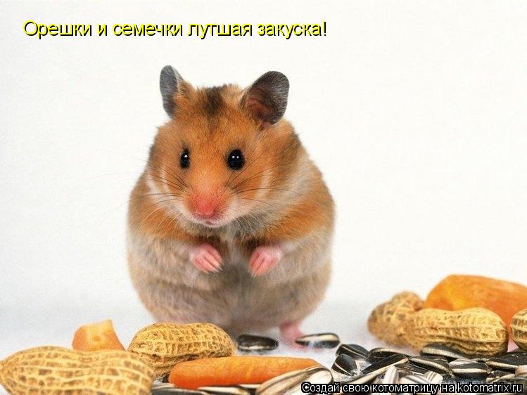 Котоматрица: Орешки и семечки лутшая закуска!