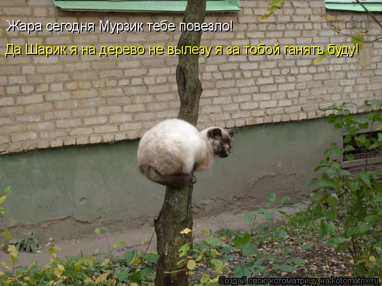 Котоматрица: Жара сегодня Мурзик тебе повезло! Да Шарик я на дерево не вылезу я за тобой ганять буду!