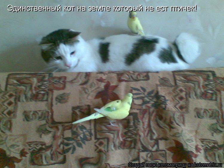 Котоматрица: Эдинственный кот на земле который не ест птичек!