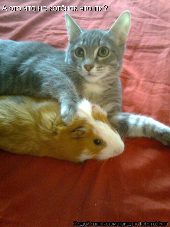 А это что не котёнок что ли?... Котоматрица: А это что не котёнок что ли?