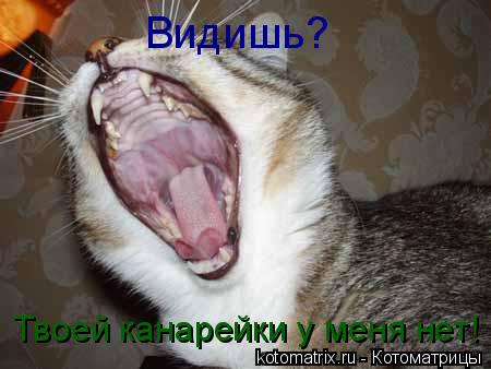 Котоматрица: Видишь? Твоей канарейки у меня нет!