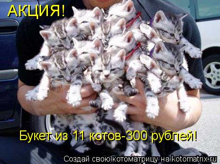 АКЦИЯ! Букет из 11 котов-300 рублей!... Котоматрица: АКЦИЯ! Букет из 11 котов-300 рублей!