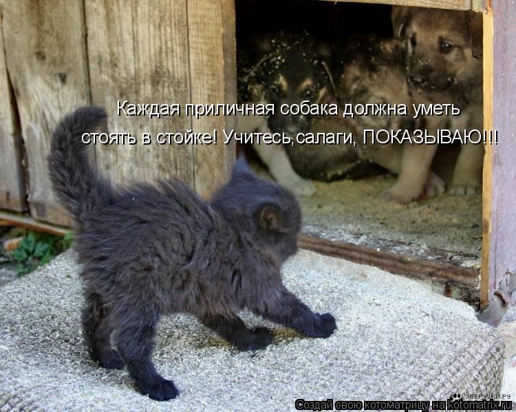 Каждая приличная собака должна уметь стоять в стойке! Учитесь,салаги, ПОКАЗЫВАЮ!!!... Котоматрица: Каждая приличная собака должна уметь стоять в стойке! Учитесь,салаги, ПОКАЗЫВАЮ!!!