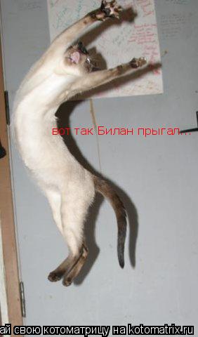вот так Билан прыгал...... Котоматрица: вот так Билан прыгал...