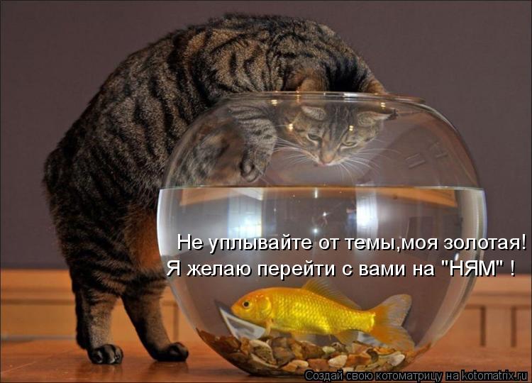Не уплывайте от темы,моя золотая! Я желаю перейти с вами на "НЯМ" !... Котоматрица: Не уплывайте от темы,моя золотая! Я желаю перейти с вами на "НЯМ" !