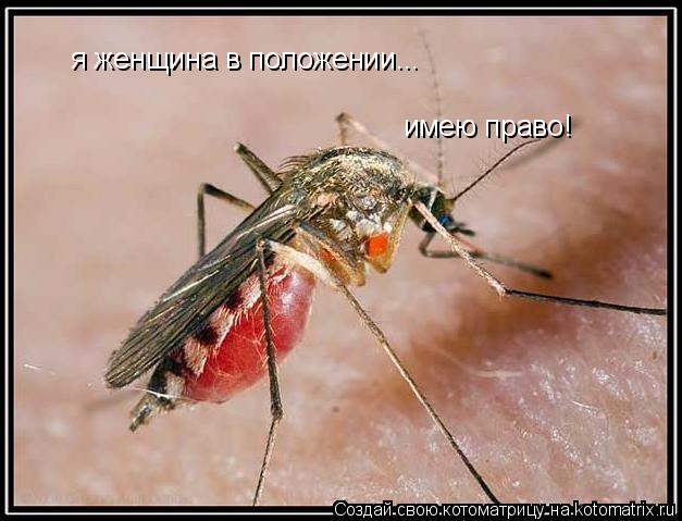 я женщина в положении... имею право!... Котоматрица: я женщина в положении... имею право!