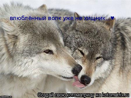 влюблённый волк уже не хищник...♥... Котоматрица: влюблённый волк уже не хищник...♥