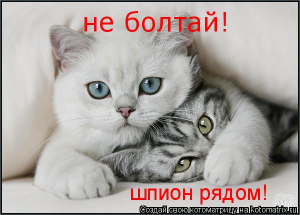 не болтай! шпион рядом!... Котоматрица: не болтай! шпион рядом!