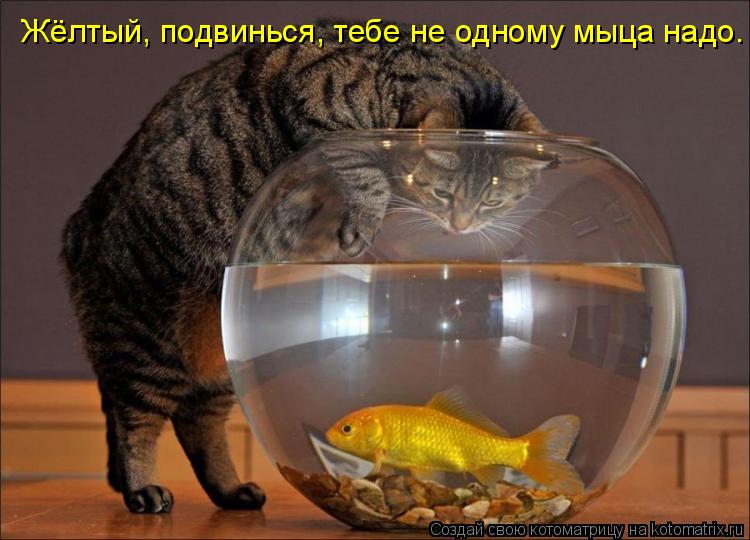 Жёлтый, подвинься, тебе не одному мыца надо.... Котоматрица: Жёлтый, подвинься, тебе не одному мыца надо.