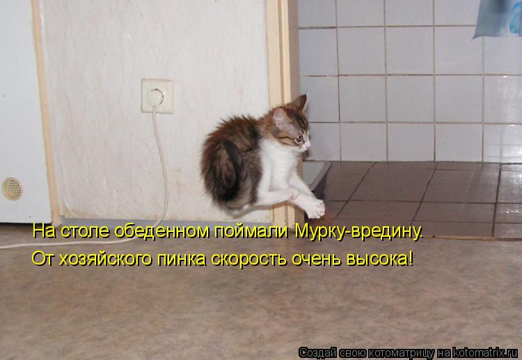 От хозяйского пинка скорость очень высока! На столе обеденном поймали Мурку-вредину.... Котоматрица: От хозяйского пинка скорость очень высока! На столе обеденном поймали Мурку-вредину.