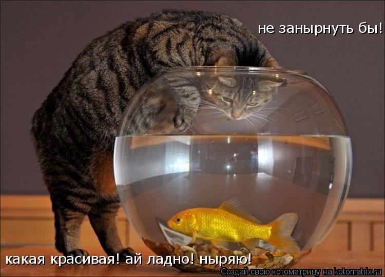 Котоматрица: не занырнуть бы! какая красивая! ай ладно! ныряю!