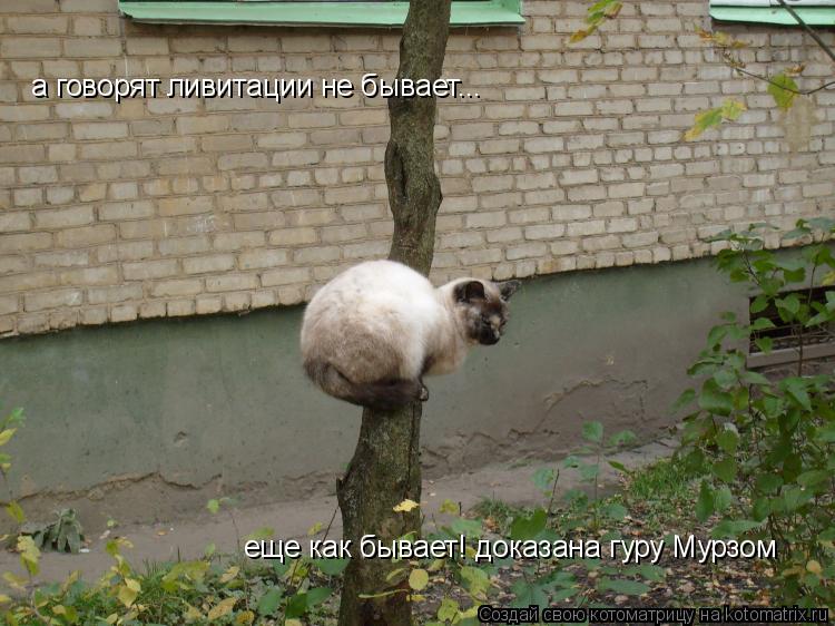 Котоматрица: а говорят ливитации не бывает...  еще как бывает! доказана гуру Мурзом