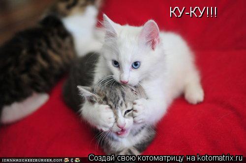 Котоматрица: КУ-КУ!!!