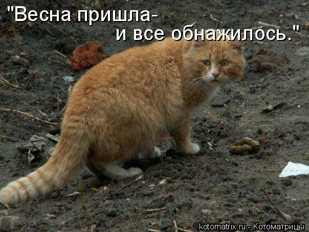Котоматрица: "Весна пришла- и все обнажилось."