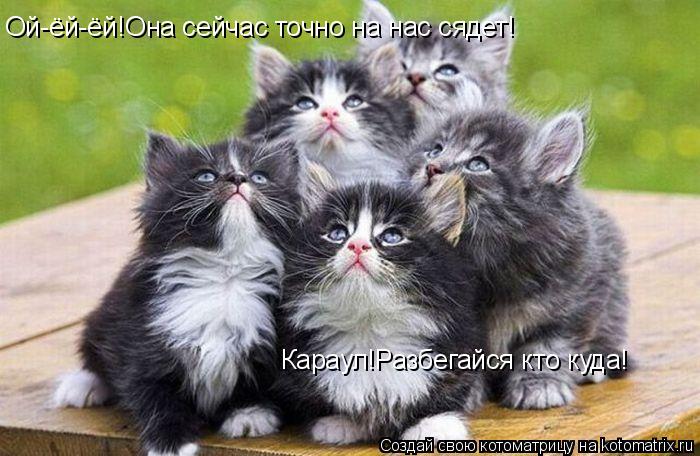 Котоматрица: Ой-ёй-ёй!Она сейчас точно на нас сядет! Караул!Разбегайся кто куда!