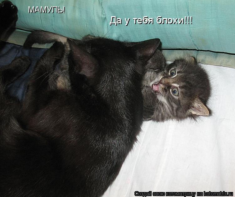 МАМУЛЬ! Да у тебя блохи!!!... Котоматрица: МАМУЛЬ! Да у тебя блохи!!!