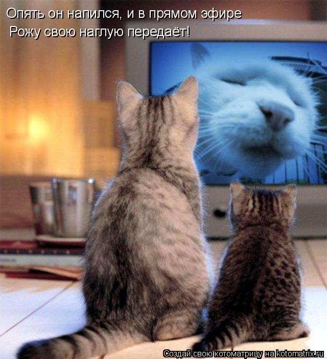 Котоматрица: Опять он напился, и в прямом эфире Рожу свою наглую передаёт!