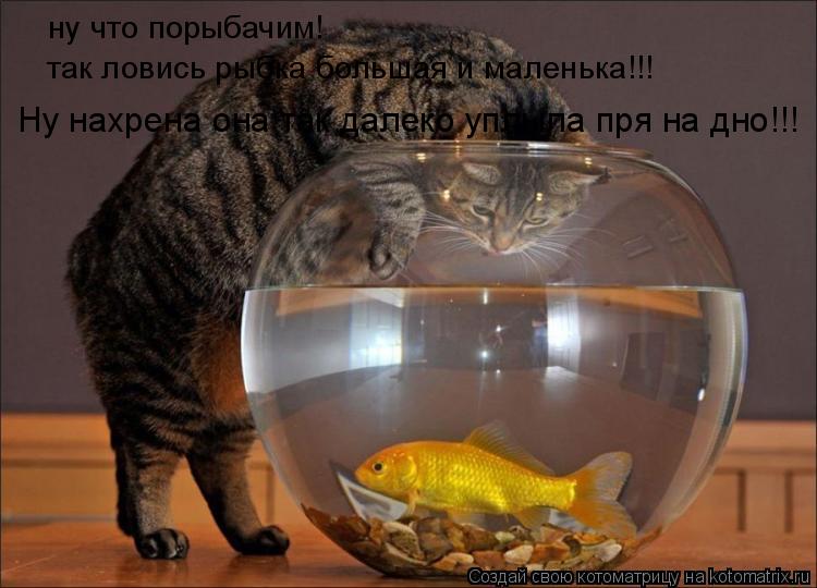 ну что порыбачим! так ловись рыбка большая и маленька!!! Ну нахрена она так далеко уплыла пря на дно!... Котоматрица: ну что порыбачим! так ловись рыбка большая и маленька!!! Ну нахрена она так далеко уплыла пря на дно!!!