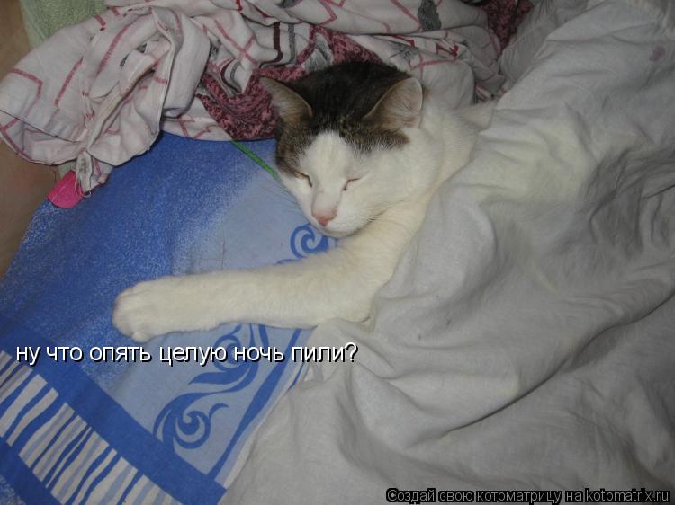 ну что опять целую ночь пили? ну что опять целую ночь пили?... Котоматрица: ну что опять целую ночь пили? ну что опять целую ночь пили?