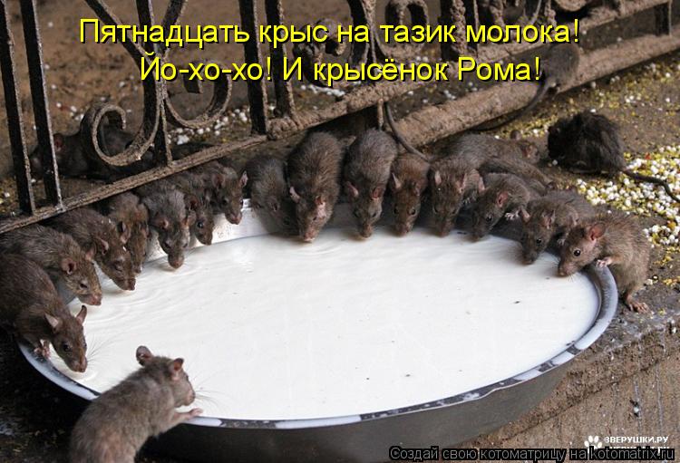 Пятнадцать крыс на тазик молока! Йо-хо-хо! И крысёнок Рома!... Котоматрица: Пятнадцать крыс на тазик молока! Йо-хо-хо! И крысёнок Рома!