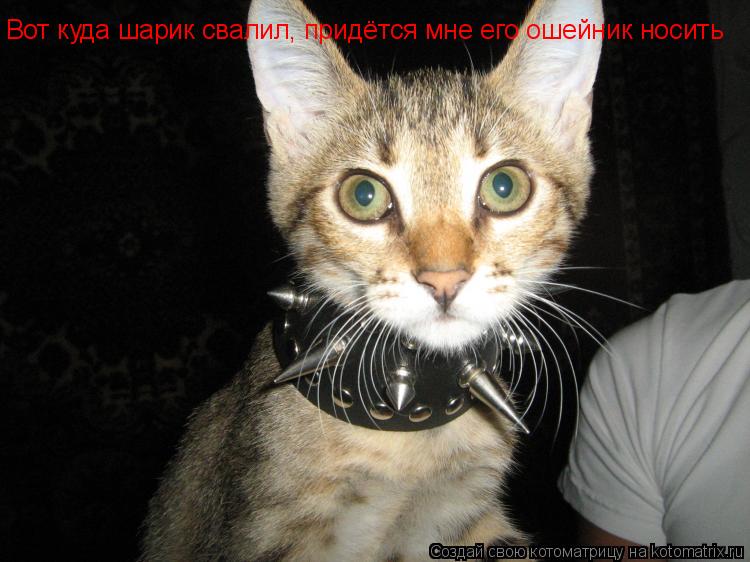 Котоматрица: Вот куда шарик свалил, придётся мне его ошейник носить