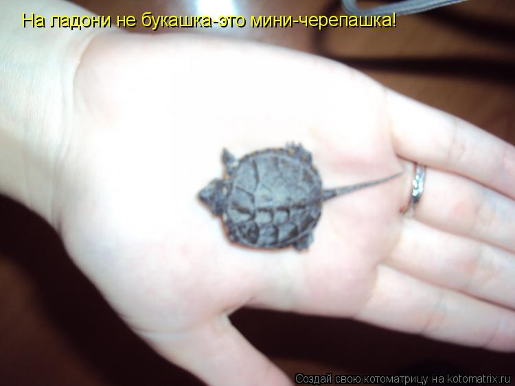 На ладони не букашка-это мини-черепашка!... Котоматрица: На ладони не букашка-это мини-черепашка!