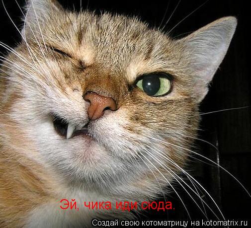 Эй, чика иди сюда.... Котоматрица: Эй, чика иди сюда.