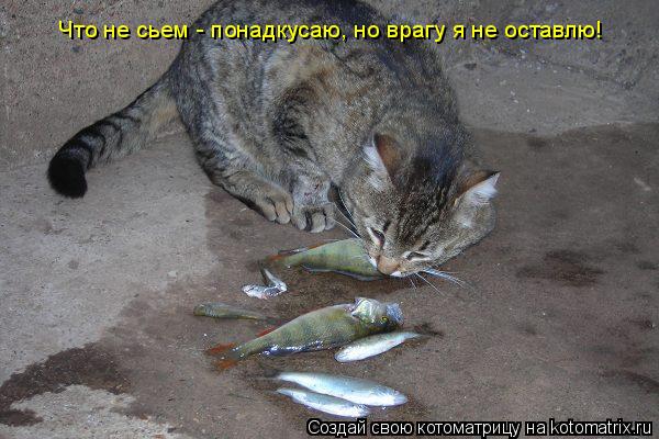 Что не сьем - понадкусаю, но врагу я не оставлю!... Котоматрица: Что не сьем - понадкусаю, но врагу я не оставлю!