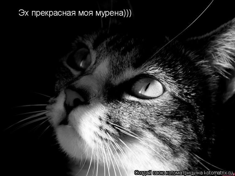 Эх прекрасная моя мурена)))... Котоматрица: Эх прекрасная моя мурена)))