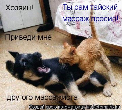 Хозяин! Приведи мне другого массажиста! Ты сам тайский массаж просил!... Котоматрица: Хозяин! Приведи мне другого массажиста! Ты сам тайский массаж просил!