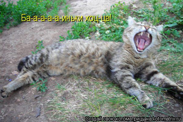 Ба-а-а-а-а-иньки хоц-ца!... Котоматрица: Ба-а-а-а-а-иньки хоц-ца!