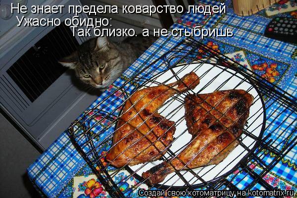 Не знает предела коварство людей Ужасно обидно: Так близко. а не стыбришь... Котоматрица: Не знает предела коварство людей Ужасно обидно: Так близко. а не стыбришь
