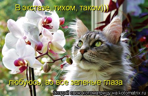 В экстазе, тихом, таком))) любуюсь, во все зеленые глаза... Котоматрица: В экстазе, тихом, таком))) любуюсь, во все зеленые глаза