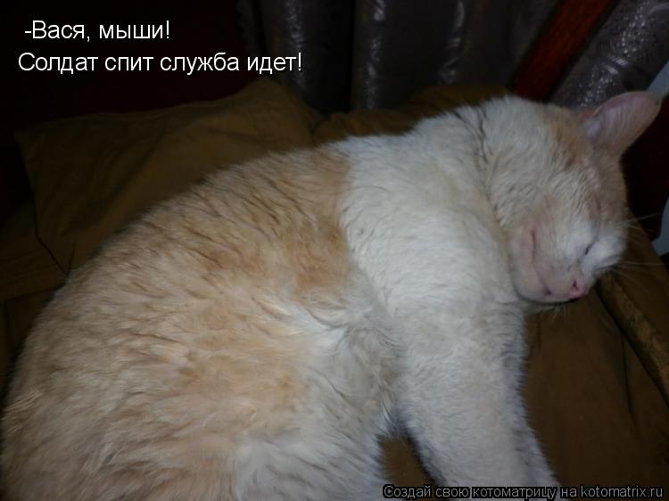 -Вася, мыши! Солдат спит служба идет!... Котоматрица: -Вася, мыши! Солдат спит служба идет!