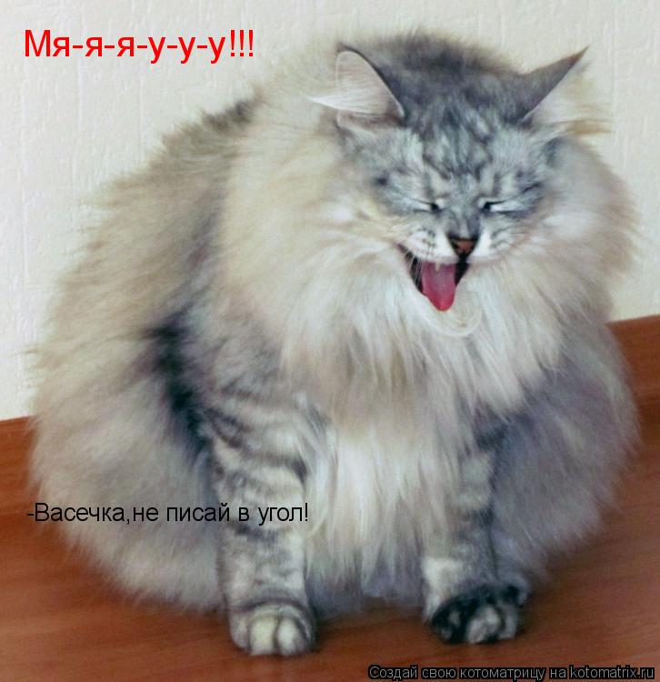 Мя-я-я-у-у-у!!! -Васечка,не писай в угол!... Котоматрица: Мя-я-я-у-у-у!!! -Васечка,не писай в угол!