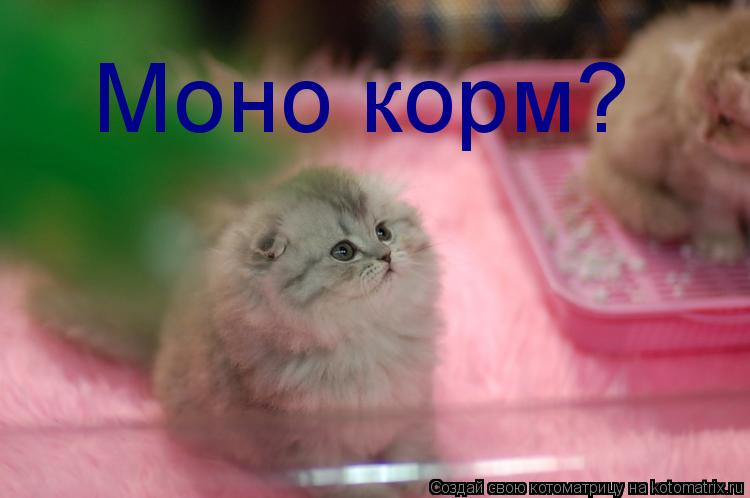 Моно корм?... Котоматрица: Моно корм?