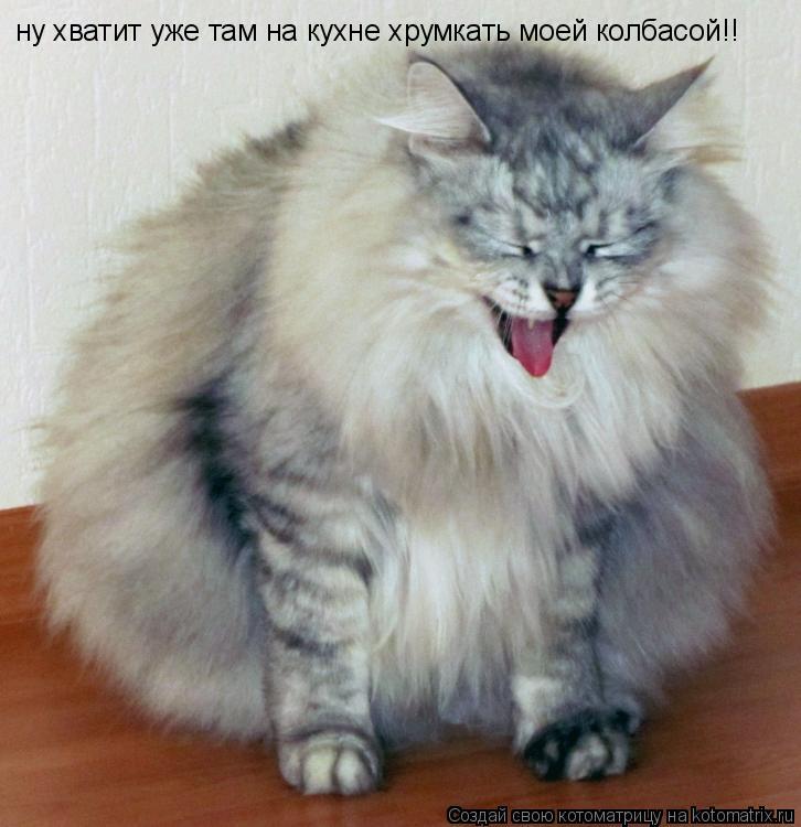 ну хватит уже там на кухне хрумкать моей колбасой!!... Котоматрица: ну хватит уже там на кухне хрумкать моей колбасой!!