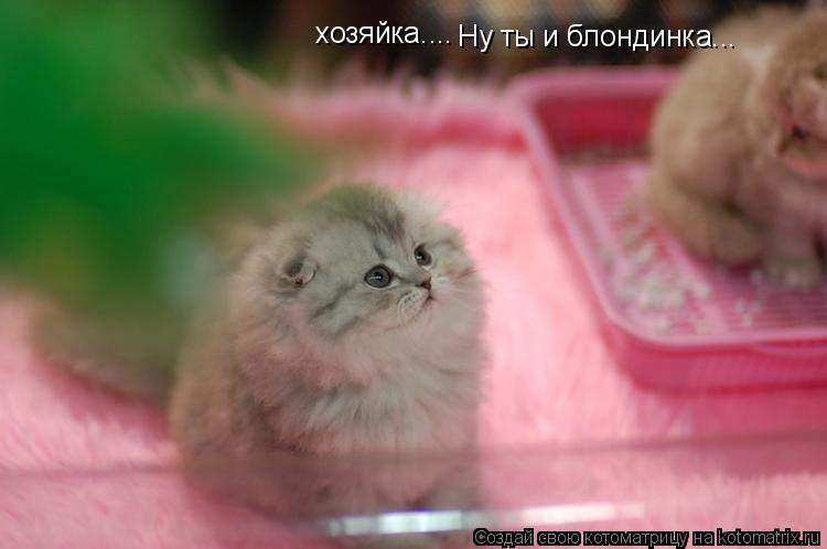 Ну ты и блондинка... хозяйка....... Котоматрица: Ну ты и блондинка... хозяйка....